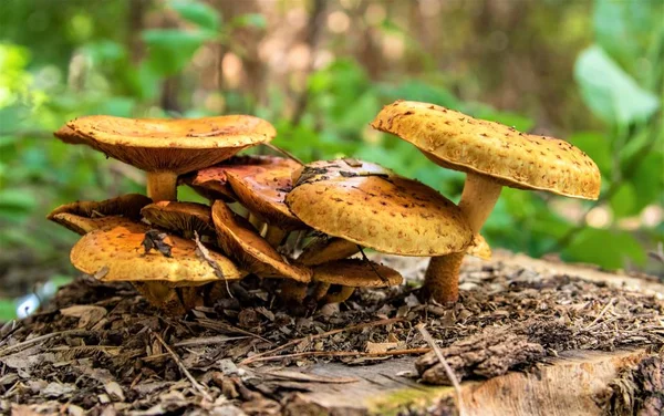 Autunno Funghi Crescono Nella Foresta Primo Piano — Foto Stock