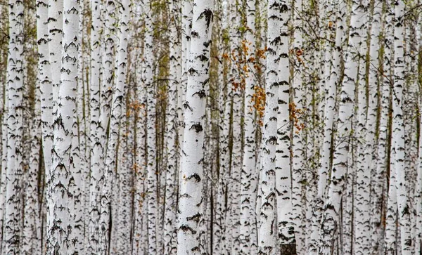 Forest texture, white birch trees as a background.