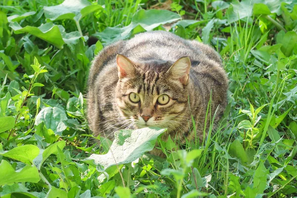 Šedá Kočka Sedí Zelené Trávě — Stock fotografie