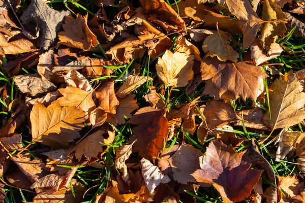 Foglie Gialle Erba Verde Paesaggio Autunnale — Foto Stock