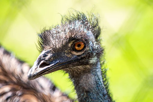 Grauer Straußenvogel Aus Nächster Nähe — Stockfoto