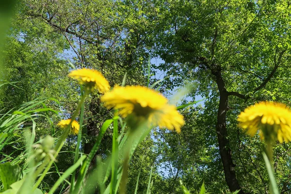 Žlutá Pampeliška Květiny Zelené Trávě Parku Nebe — Stock fotografie
