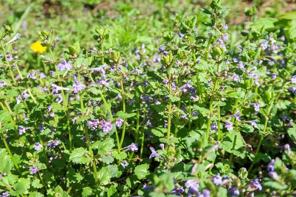 Fleurs Violettes Menthe Parfumée Dans Herbe Verte — Photo