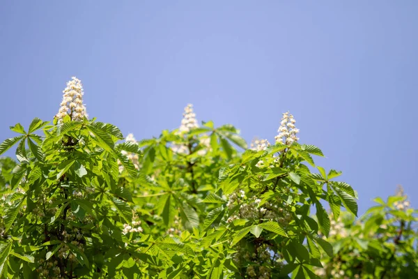 Blüten Weißer Kastanien Mit Grünem Laub — Stockfoto