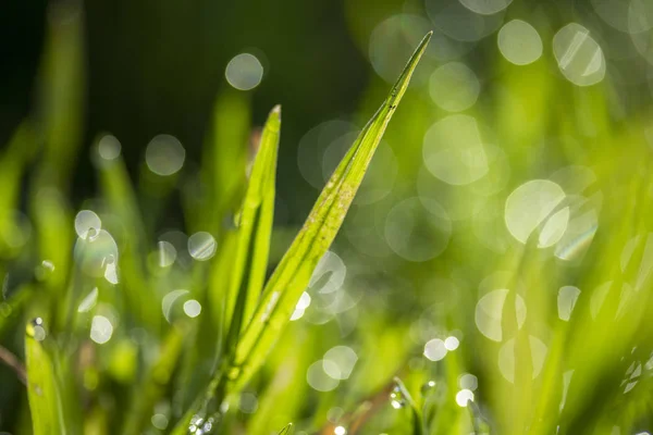 Grama Verde Sol Fundo Bokeh Gotas Chuva — Fotografia de Stock