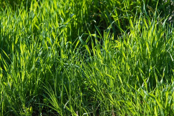 Sappig Helder Groen Gras Close Achtergrond Van Groen Gras Landschap — Stockfoto