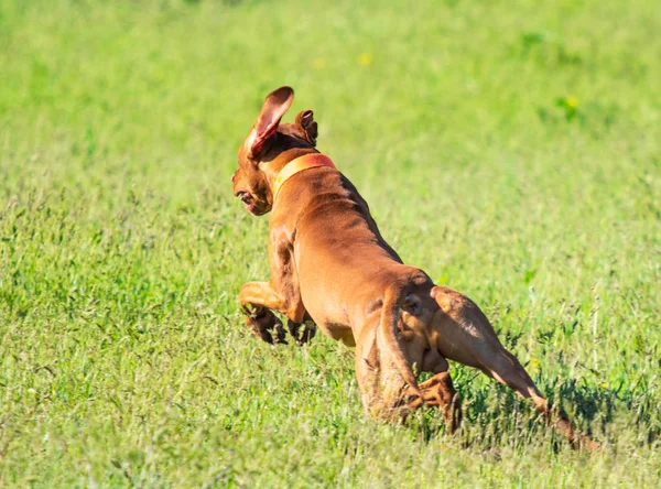 狩猟犬は獲物 緑の草 春の風景の検索で実行されます — ストック写真