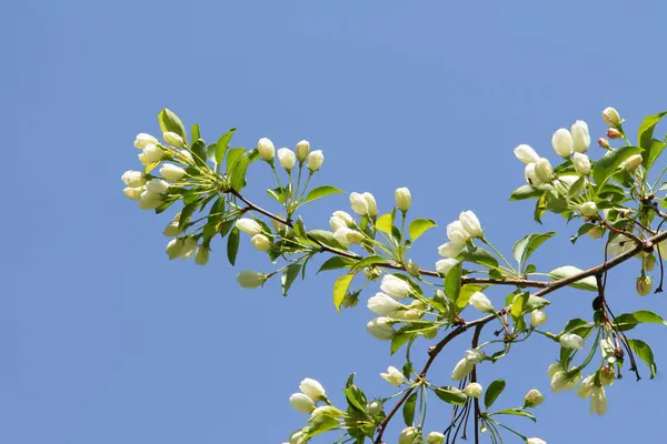 青い空に緑の葉を持つりんごの木の白い花 — ストック写真