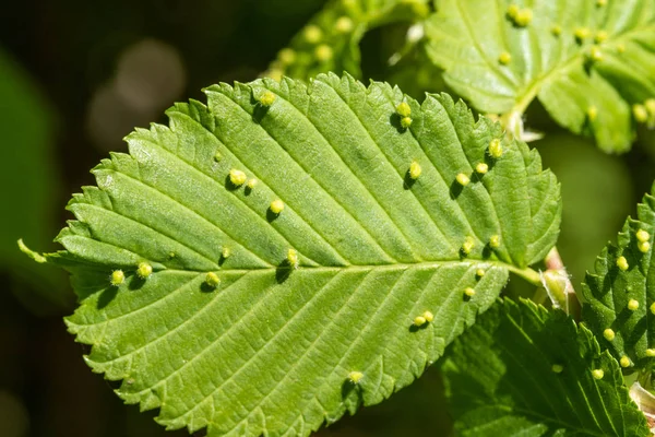 Gröna Blad Med Insekter Bladlöss — Stockfoto
