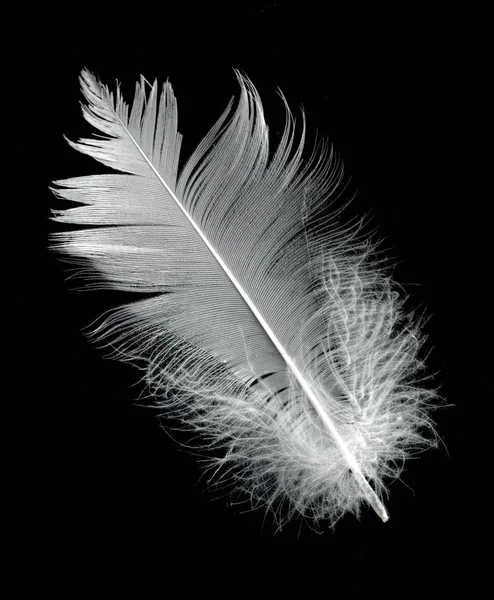 White Swan Feather Black Background Air Abstract White Feathers Floating — Stock Photo, Image