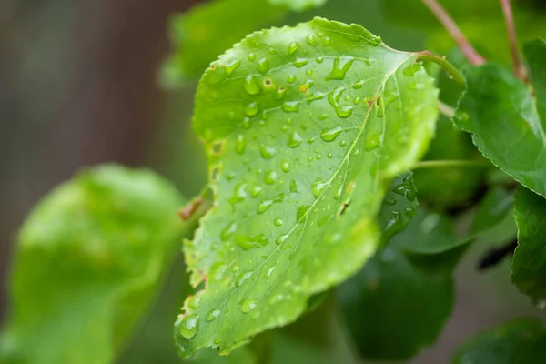 Nature Green Leaves Tree Spring — Stock Photo, Image