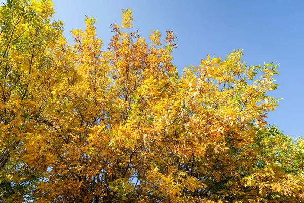 Outono Amarelo Parte Uma Árvore Contra Céu Azul Panorama Paisagem — Fotografia de Stock