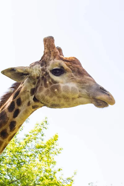 Giraffe Head Portrait Sky Green Trees — Stock Photo, Image