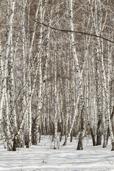 Huş ağacı orman kış manzarası.