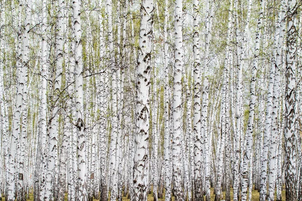 Witte Berken Bomen Bos Achtergrond Lente — Stockfoto