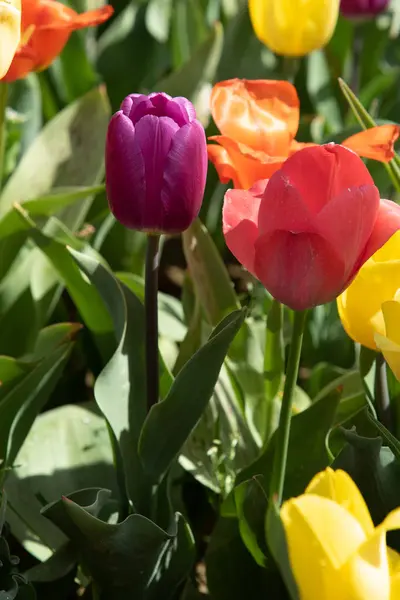 Flores Tulipán Brillantes Naturaleza Campo —  Fotos de Stock