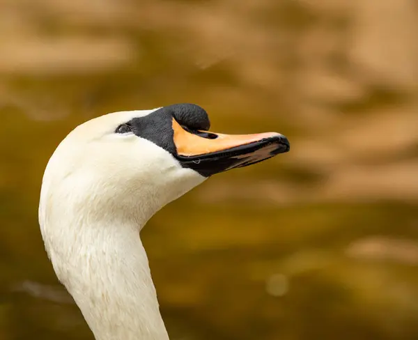 Vit Svan Närbild Porträtt Natur — Stockfoto