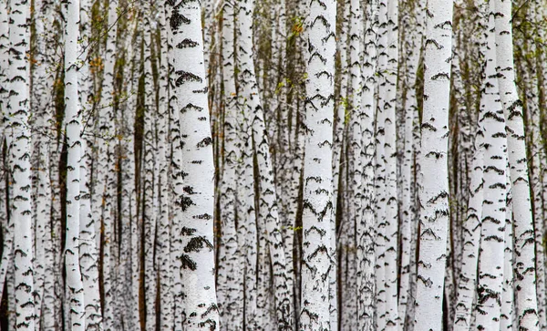 森林质地 以白桦树为背景 图库照片