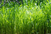 Šťavnatá, jasně zelená tráva, která je blízká, pozadí zelené travnaté krajiny.