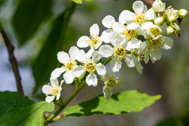 Ağacın yeşil yaprakları beyaz kiraz çiçekler.