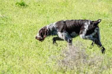 Köpek avcılık, doğa yeşil alan yaz.