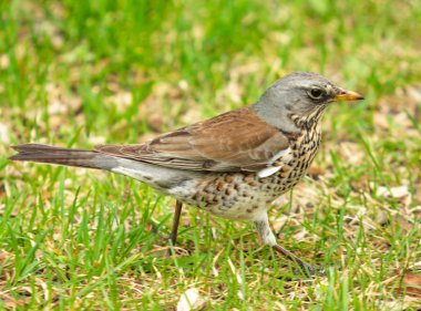 Yeşil çim içinde Song Thrush. Doğa kuşlar WESTA.