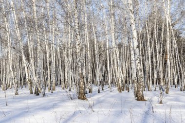Huş ağacı orman kış manzarası.