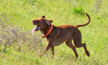 Avcılık Köpek av, yeşil çim, bahar manzara arayışı çalışır.