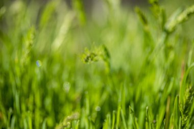 Güneşte yeşil çim, yağmur damlaları bokeh arka plan