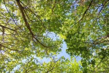Mavi gökyüzü, bahar doğa karşı aşağıda ağaçlar görünümü yeşil yaprakları.