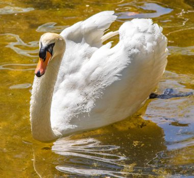 Beyaz Kuğu suda yüzerler, yaz gölet.