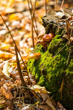 Sonbahar manzarası, eski bir kütükteki mantarlar..