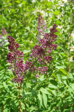 Ağaç Lila, yeşil yaprakları mor çiçekler, bahar manzara.