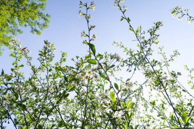 Mavi gökyüzüne karşı elma kiraz beyaz çiçekler. Doğa bahar.
