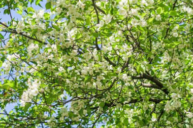 Mavi gökyüzüne karşı elma kiraz beyaz çiçekler. Doğa bahar.