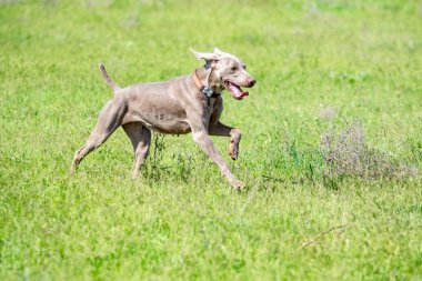 Köpek avcılık, doğa yeşil alan yaz.