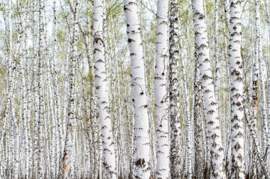Beyaz huş ağaçları orman arka plan, bahar.