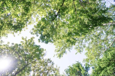 Mavi gökyüzü, bahar doğa karşı aşağıda ağaçlar görünümü yeşil yaprakları.