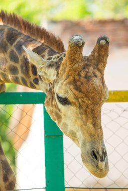 Zürafa kafa portre, gökyüzü yeşil ağaçlar.