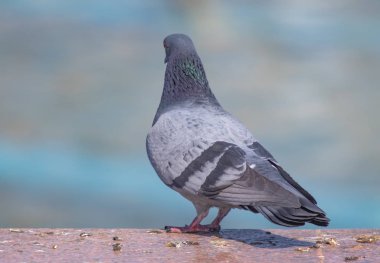 Vahşi gri mavi yakın yukarı, bulanık bir arka planda oturuyor.
