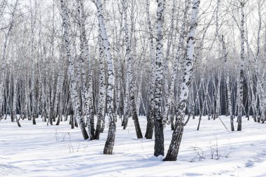 Huş ağacı orman kış manzarası.