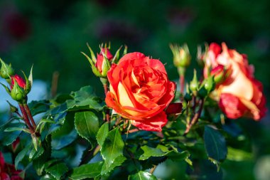 Gül. Güzel çiçek yakın plan, yaz manzarası, bulanık yeşil arkaplan.