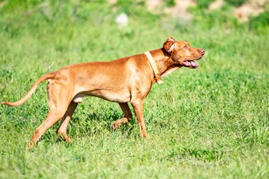 Av kırmızı köpek yeşil çim üzerinde çalışır. Yaz yeşili çayır.