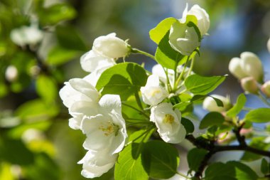 Çiçeklenme elma bahçesi. Elma ağaçları beyaz çiçekler, yeşil yaprakları yakın.