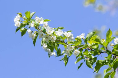 Elma ağacının beyaz çiçekler mavi gökyüzüne karşı ağacın yeşil yaprakları vardır.