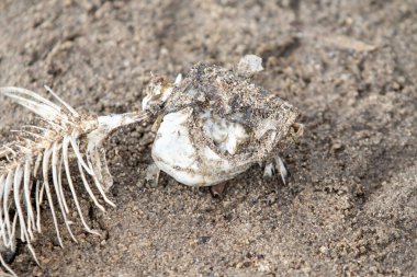 Kumlu sahilde balık iskeleti.