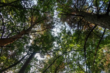 Mavi gökyüzüne karşı yeşil ağaç dalları. Aşağıdan gökyüzüne ağaç görünümü.
