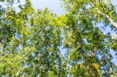 Gökyüzünde yeşil huş ağacı ormanı, yaz manzarası.