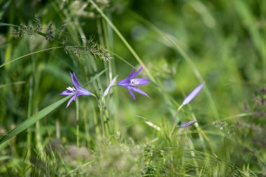 Yeşil çim mavi çiçek Campanula.
