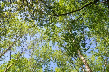 Mavi gökyüzü, bahar doğa karşı aşağıda ağaçlar görünümü yeşil yaprakları.